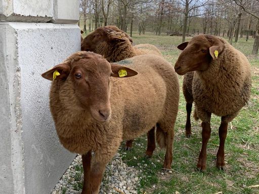 Die fünf Coburger Fuchsschafe in ihrem neuen Heim am Gerasdorfer
Schafberg. (c) Kovanda