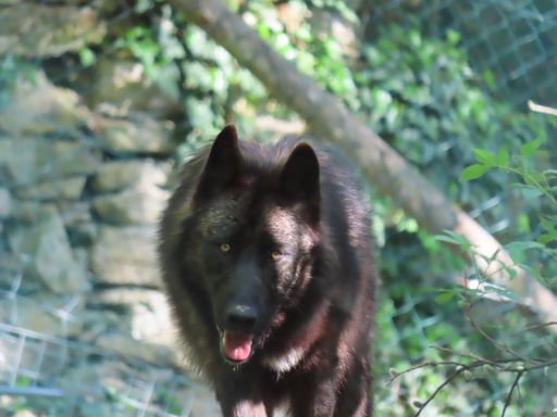 Timberwolf-Dame: der erste Schnappschuss im
oststeirischen Gehege