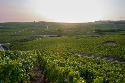 Vorschau Bild von der Weingarten von Charles Heidsieck in Reims