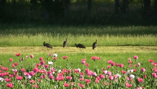 Vier prächtige Schwarzstörche im Sommer 2020 im
Windparkprojektgebiet in Zwettl