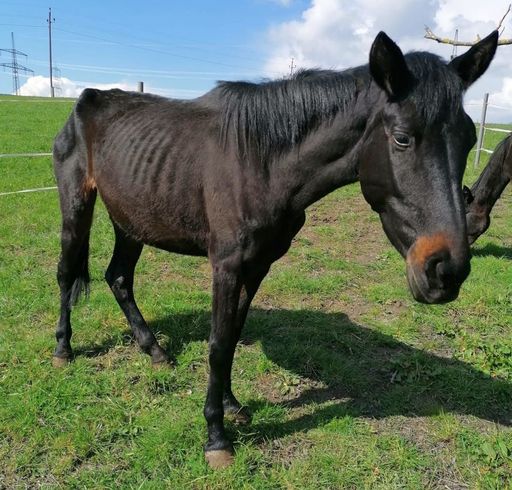  Eine von 17 verwahrlosten, aus dem Horrorbetrieb in
OÖ geretteten, Pferden
