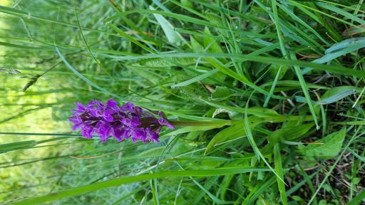 Vorschau Bild von Orchideenpracht am Wörthersee. Am Bild zu sehen die
Dactylorhiza incarnata.