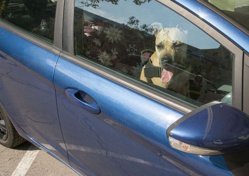 Vorschau Bild von Ein Hund, der bei warmen Temperaturen ins Auto
gesperrt ist, schwebt in Lebensgefahr