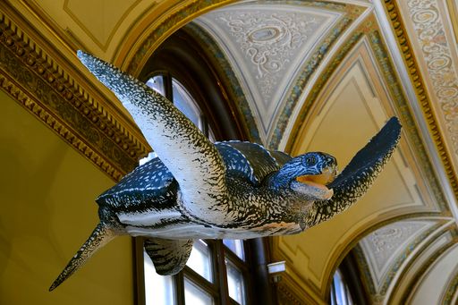 Schildkröte im NHM Wien