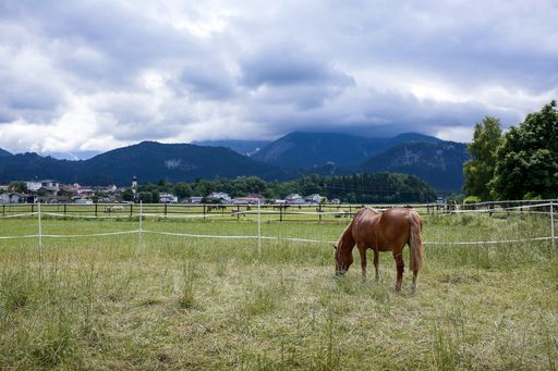 Vorschau Bild von Weide der Pferdeklappe des Österreichischen Tierschutzvereins mit
Bergblick