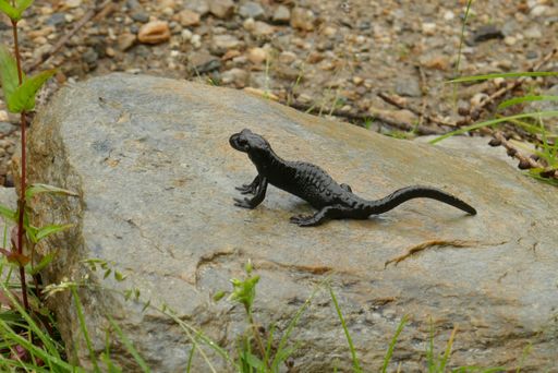 Vorschau Bild von Im Gegensatz zu Fluginsekten benötigt der
Alpensalamander eine hohe Luftfeuchtigkeit und lässt sich am besten
in der Dämmerung oder an regnerischen Tagen beobachten. Der
Alpensalamander – mit einer Tragezeit von bis zu 5 Jahren - ist die
einzige Amphibienart, die für die Fortpflanzung keine Gewässer
benötigt.