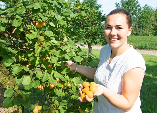 Landeskammerrätin Diana Müller aus Krustetten mit
den erntereifen Wachauer Marillen.