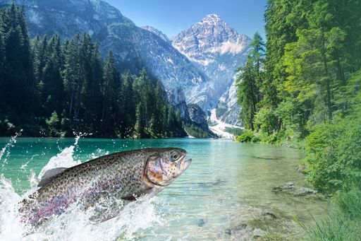  heimischer Fisch in klarem Tiroler Wasser