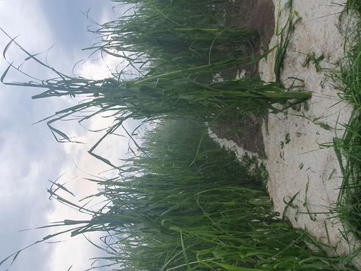 Vorschau Bild von Hagelschäden bei Mais in Tirol