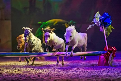 Vorschau Bild von CAVALLUNA - "CELEBRATION!" - Equipe Bartolo Messina / Weiterer
Text über ots und www.presseportal.de/nr/55914 / Die Verwendung
dieses Bildes ist für redaktionelle Zwecke unter Beachtung ggf.
genannter Nutzungsbedingungen honorarfrei. Veröffentlichung bitte
mit Bildrechte-Hinweis.