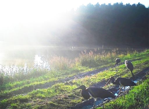 Schwarzstorchpärchen am Teich in Grafenschlag mit
erfolgreicher Brut 2020