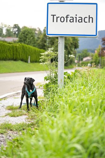  Hund mit Trofaiach-Ortsschild