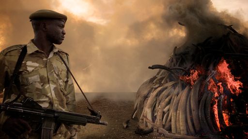 Vorschau Bild von Kenya/ Nairobi - ivory burning - with KWS ranger close up