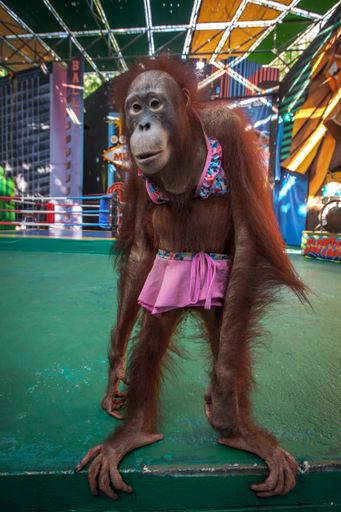 Vorschau Bild von Orang-Utans in Menschenkleidern zu präsentieren ist ein trauriges
Highlight, das die Safari World in Bangkok / Thailand ihren
Besuchern präsentiert.
