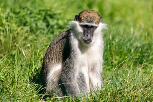 Eine Grüne Meerkatze auf Erkundungstour im Gehege