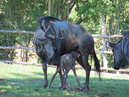 Vorschau Bild von Gnu Baby kurz nach der Geburt im Außengehege