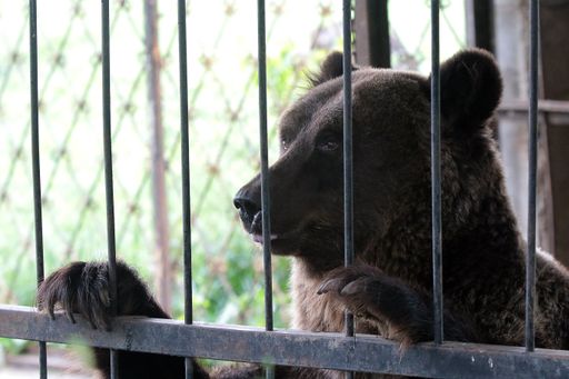  Lviv Region, Ukraine | 2021 08 30 | Bear Martha is
being rescued from a closed restaurant in Dobrivlyany village near
Stryi, Ukraine. She will be brought to BEAR SANCTUARY Domazhyr,
Ukraine.