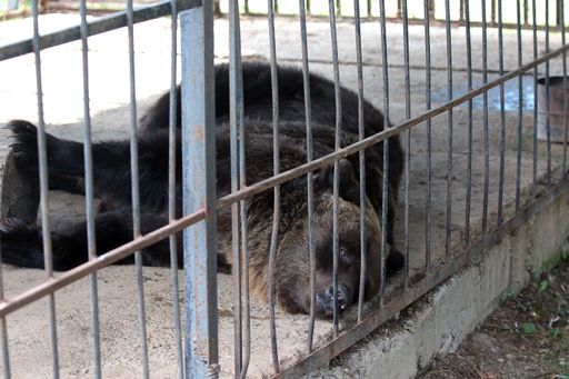 Vorschau Bild von Marta, female brown bear, age 16, private estate,
Stryi, Lviv region ,Ukraine, 09 august 2021.Marta, female brown
bear, age 16, private estate, Stryi, Lviv region, Ukraine, 09 august
2021.Stryi, Ukraine | 2021 08 19 | Female bear Martha kept at a
closed restaurant in Dobrivlyany village near Stryi, Ukraine.