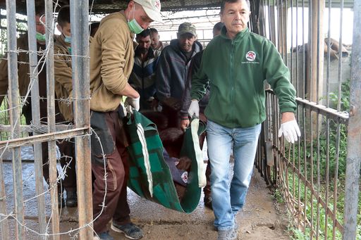 Vorschau Bild von Lviv Region, Ukraine | 2021 08 30 | Bear Martha is
being rescued from a closed restaurant in Dobrivlyany village near
Stryi, Ukraine. She will be brought to BEAR SANCTUARY Domazhyr,
Ukraine.
