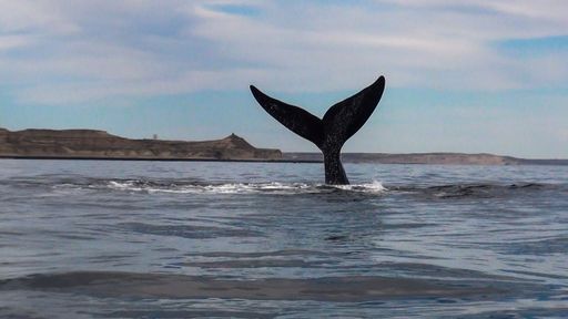 Jahr für Jahr werden in den Monaten August bis Dezember die
Küsten und Buchten der argentinischen Provinzen Río Negro, Chubut,
Santa Cruz und Feuerland von einzigartigen Meerestieren besucht.
Pinguine, Wale, Seelöwen, Delfine und sogar Schwertwale grüßen von
der Atlantikküste aus und bieten ein bewundernswertes Schauspiel. /
Weiterer Text über ots und www.presseportal.de/nr/152361 / Die
Verwendung dieses Bildes ist für redaktionelle Zwecke unter
Beachtung ggf. genannter Nutzungsbedingungen honorarfrei.
Veröffentlichung bitte mit Bildrechte-Hinweis.