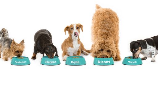 Hunde fressen individuelles Futter
