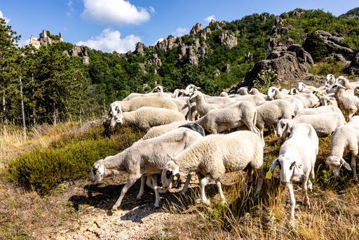 Schaftrieb in Dürnstein im Sommer 2021