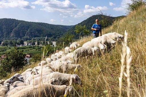 Vorschau Bild von Schafbeweidung in Dürnstein im Sommer 2021