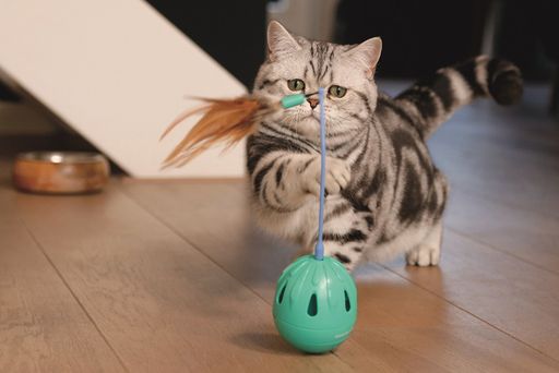 Vorschau Bild von bellaflora Wild- und Haustier-Studie 2021_Katze