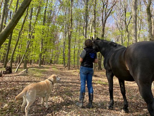  Spaziergang mit Hund und Pferd