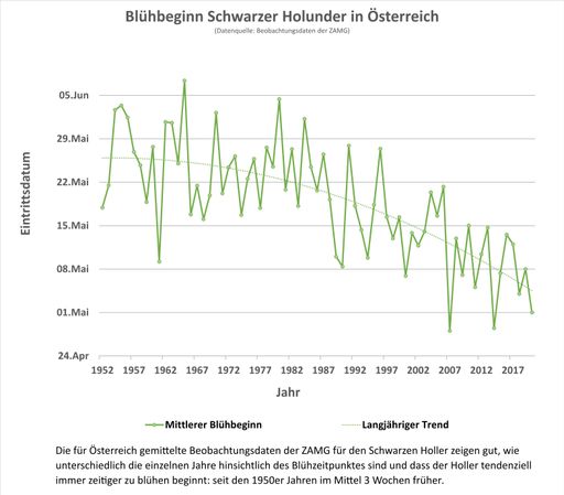 Vorschau Bild von Phänologie und Klimawandel: Die für Österreich
gemittelten Beobachtungsdaten der ZAMG für den Schwarzen Holler
zeigen gut, wie unterschiedlich die einzelnen Jahre hinsichtlich des
Blühzeitpunktes sind und dass der Holler tendenziell immer zeitiger
zu blühen beginnt: seit den 1950er Jahren im Mittel drei Wochen
früher.