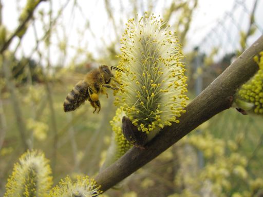 Vorschau Bild von Weiden sind als eine der ersten Nahrungsquellen im
Jahr bei Bienen besonders beliebt und liefern noch dazu tolles
Bastelmaterial. Die garantiert regionalen Heckentags-Pflanzen können
aber noch viel mehr, z. B. als Vogel- und Schmetterlingstraum,
blütenprächtige Augenweide, Sichtschutzhecke oder
Wildobst-Naschparadies.
