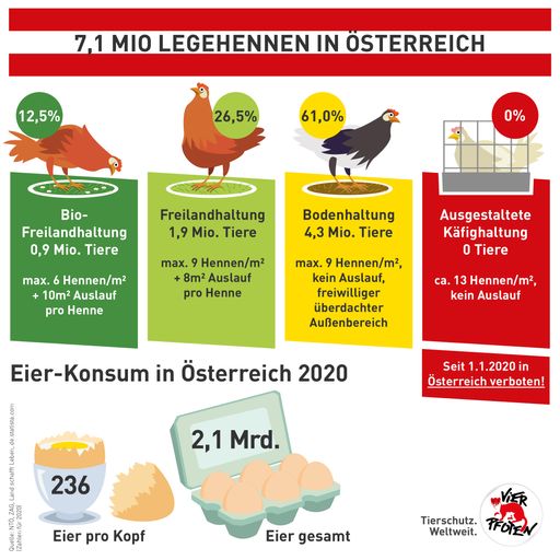 Vorschau Bild von Legehennen in Österreich