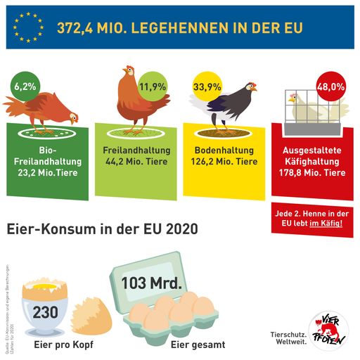 Vorschau Bild von Legehennen in der EU