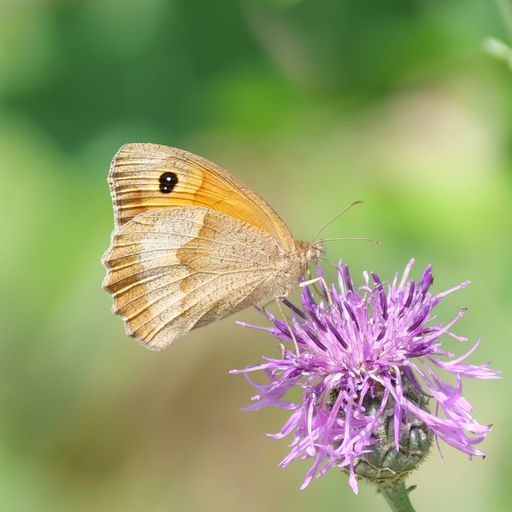 Häufigster Schmetterling in Österreichs Gärten
2021: Großes Ochsenauge