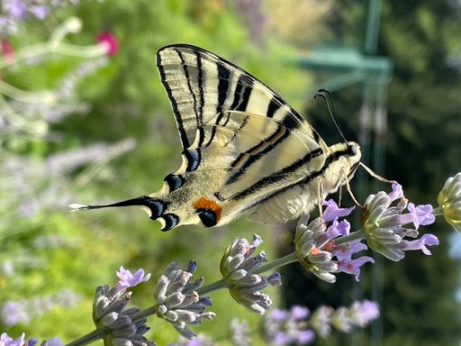 Vorschau Bild von Most liked Foto der Gartenaktion 2021: Segelfalter