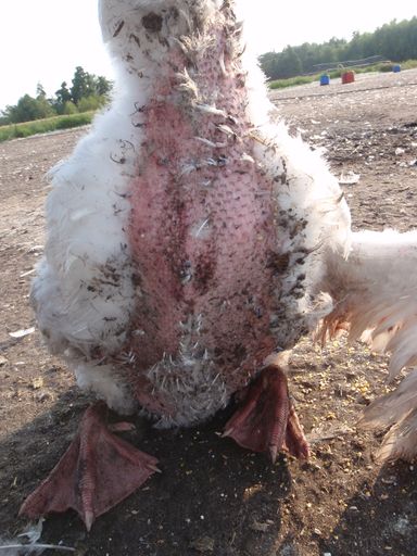 Beim weit verbreiteten und schmerzhaften Lebendrupf werden Gänse
verletzt.