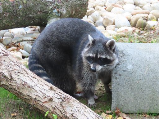  Waschbär Harry erkundet das Gehege