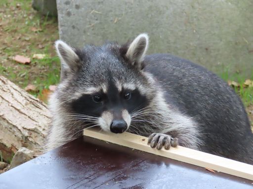 Vorschau Bild von Waschbär Loyd entdeckt sein neues Zuhause: Klettergerüst und
Futter-Wühlkiste haben es ihm besonders angetan