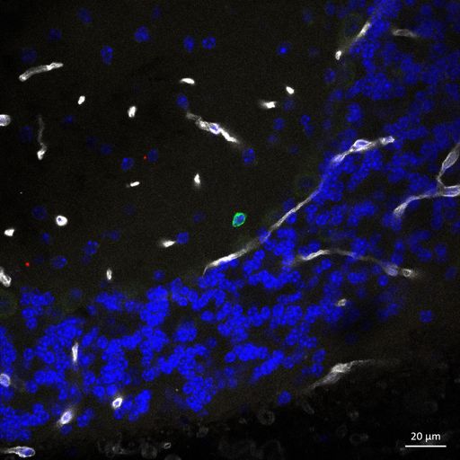 Vorschau Bild von Fluoreszenzbild TZelle