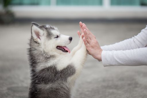Give me five – Puppy pressing his paw against a
Girl hand