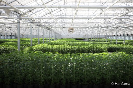 Vorschau Bild von Hanfama – Hanf-Produktion im grünen Herz Österreichs