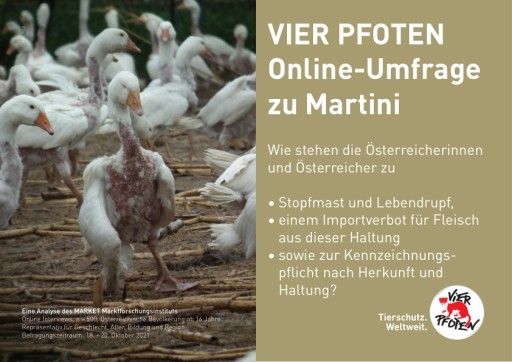 Vorschau Bild von Ergebnisse der VIER PFOTEN Umfrage zur Martinigans