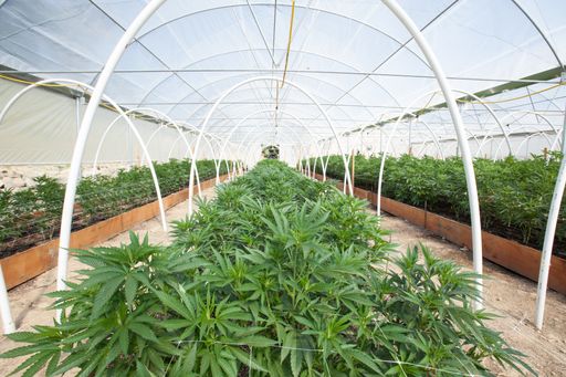 Hanfpflanzen werden in Glashäusern aufgezogen, wo
sie durch perfekte Licht- und Temperaturverhältnisse zu einer
großen, für viele Bereiche einsetzbaren, Pflanze gedeiht.