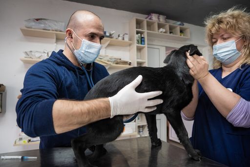 Vorschau Bild von Veterinärmedizinische Versorgung der Hunde