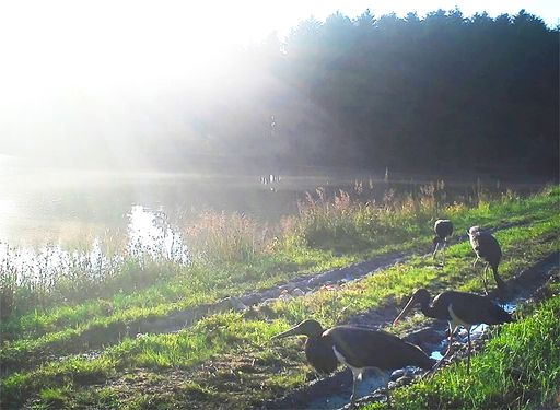  Bereits 2020 wurden im Projektgebiet Schwarzstörche
nachgewiesen, hier am Teich in Grafenschlag