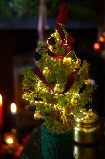 Bloom & Wild, Weihnachtskollektion, Mini-Baum Winterwald /
Weiterer Text über ots und www.presseportal.de/nr/153802 / Die
Verwendung dieses Bildes ist für redaktionelle Zwecke unter
Beachtung ggf. genannter Nutzungsbedingungen honorarfrei.
Veröffentlichung bitte mit Bildrechte-Hinweis.