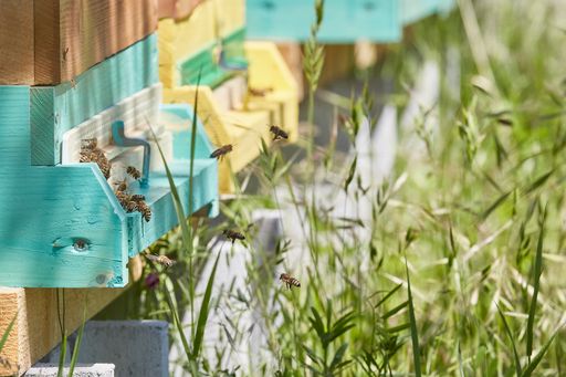 Vorschau Bild von Die „Kovanda-Bienen“ bei der Arbeit.