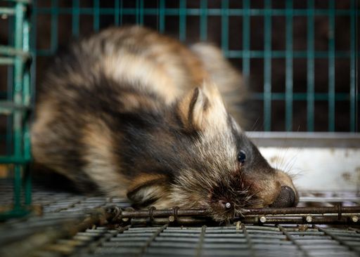 Ein mit einem Nagel gepfählter Marderhund ist in
einer Farm von Saga Furs seinem Schicksal überlassen