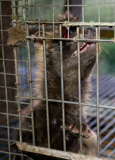 Vorschau Bild von Alltag in einer "zertifizierten" Pelzfarm von Saga
Furs