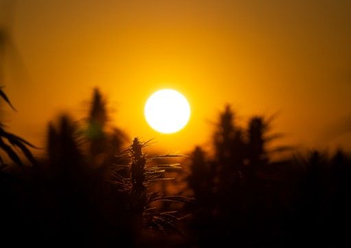 Vorschau Bild von ÖHV begrüßt weitgehende Einigung auf Legalisierung von Cannabis zu Genusszwecken in Deutschland Hanffeld im Burgenland - ® David Rosse / ÖHV Medien zum Download (Verwendung zur Berichterstattung - honorarfrei) Foto/Videocredit: David Rosse (ÖHV)
